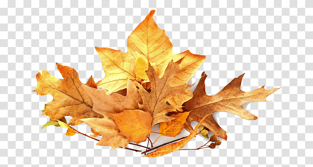 Fall Leaves Pile, Leaf, Plant, Tree, Maple Leaf Transparent Png