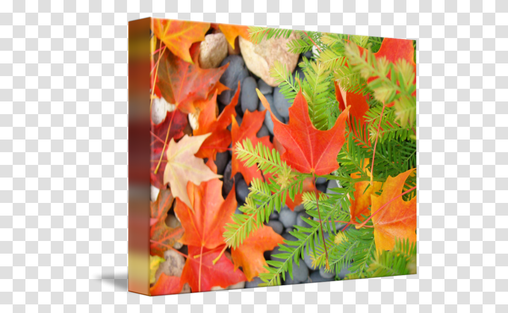 Fall Leaves Red Orange Autumn Tree Prints By Baslee Troutman Fine Art Lovely, Leaf, Plant, Maple, Maple Leaf Transparent Png