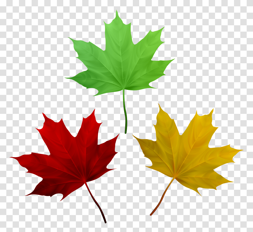 Fall Leaves Set Clip Art, Leaf, Plant, Tree, Maple Leaf Transparent Png