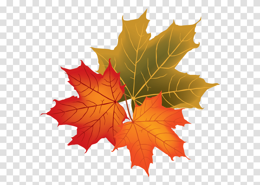Fall Leaves Vector, Leaf, Plant, Tree, Maple Transparent Png
