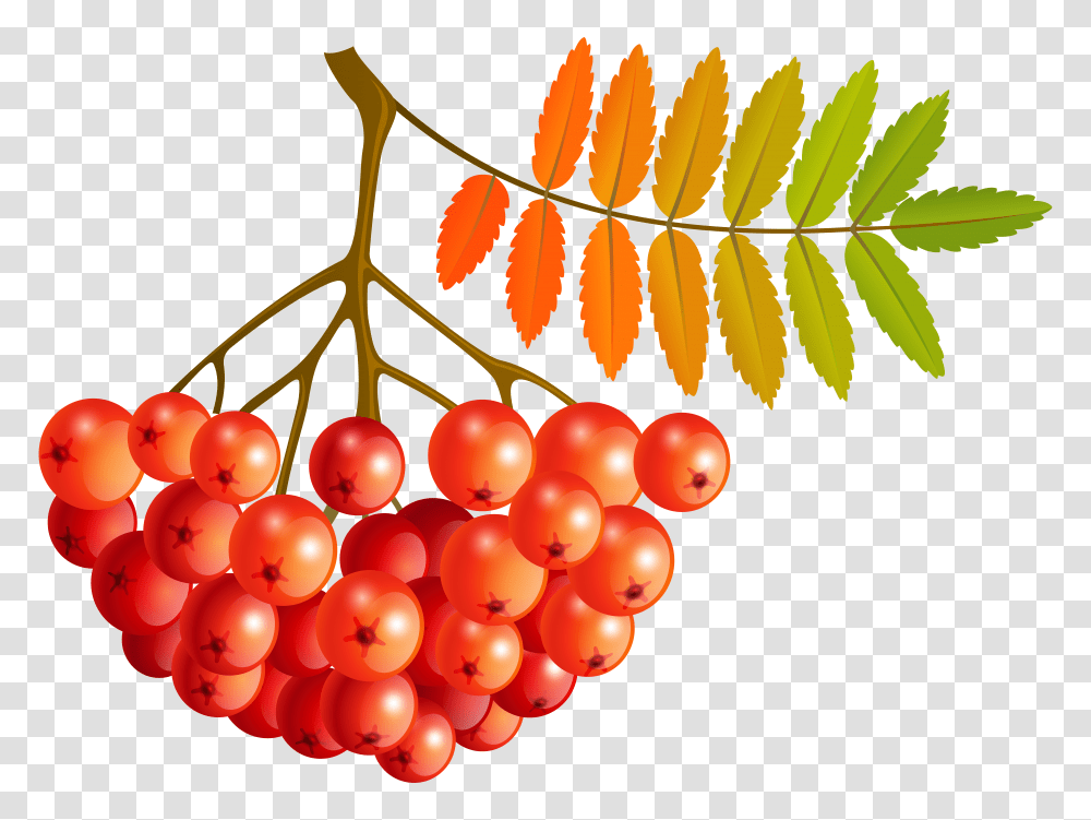 Fall Mountain Ash Fruits Clip Art Gallery Transparent Png