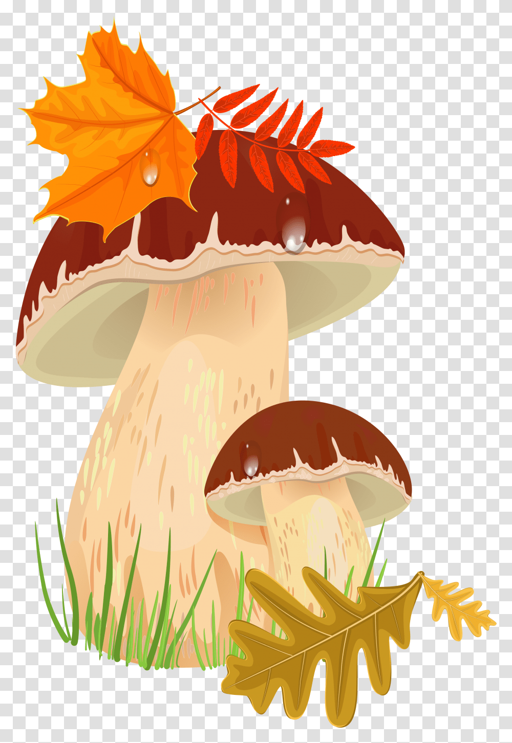 Fall Mushrooms Picture Board Autumn Mushrooms Clipart, Plant, Agaric, Fungus, Amanita Transparent Png