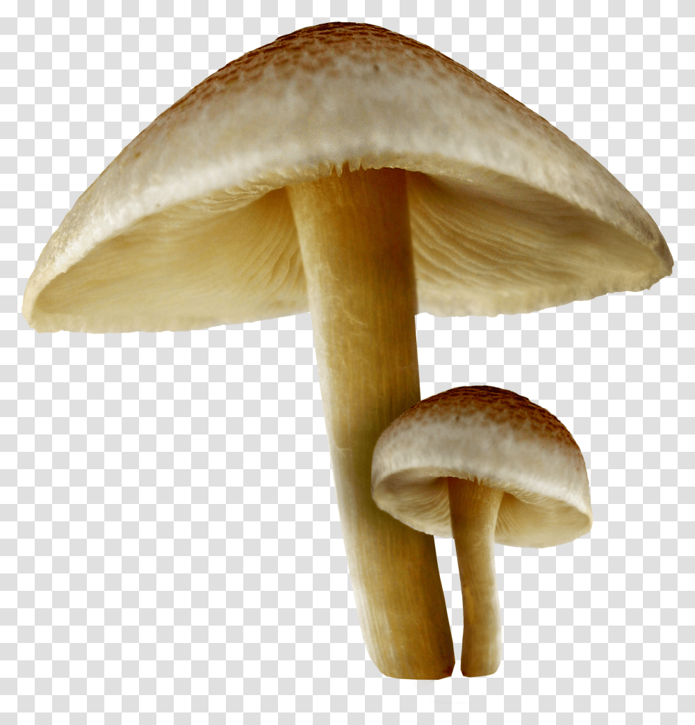 Fall Mushrooms Picture Mushrooms, Fungus, Plant, Amanita, Agaric Transparent Png