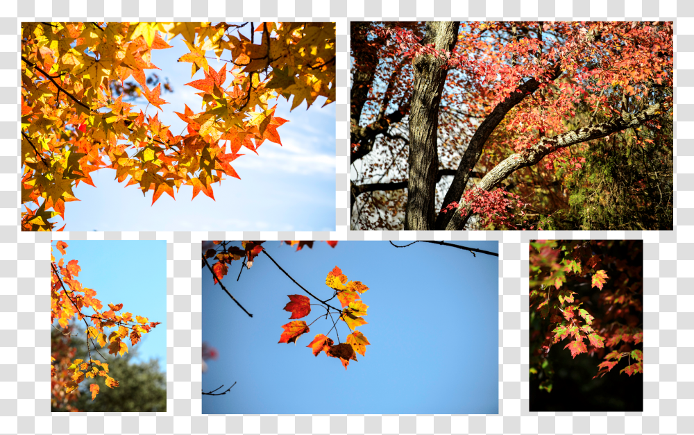 Fall Photos Autumn, Leaf, Plant, Collage, Poster Transparent Png