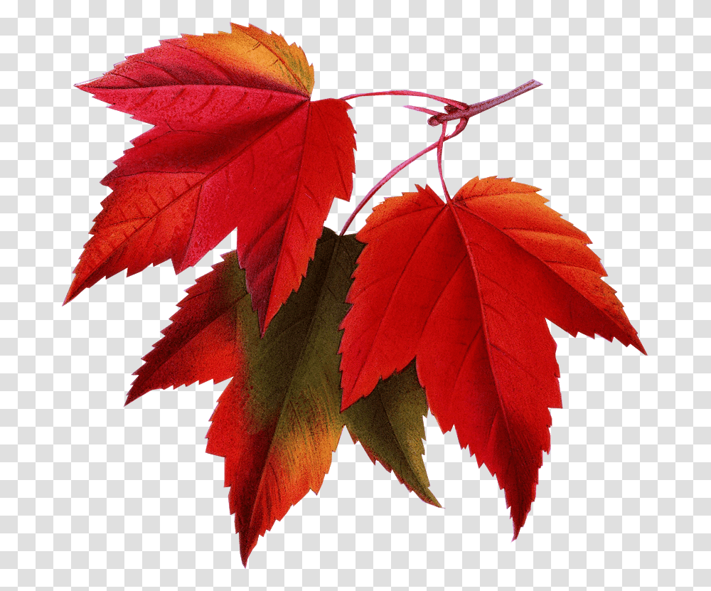 Fall Pictures For Email Signatures Hd Download Maple Leaf Background, Plant, Tree, Veins Transparent Png