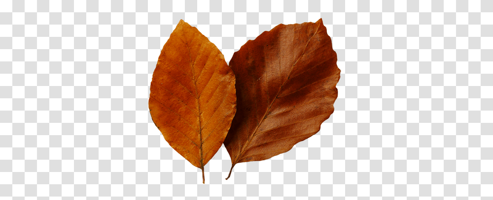 Fall Pictures, Leaf, Plant, Brick, Veins Transparent Png