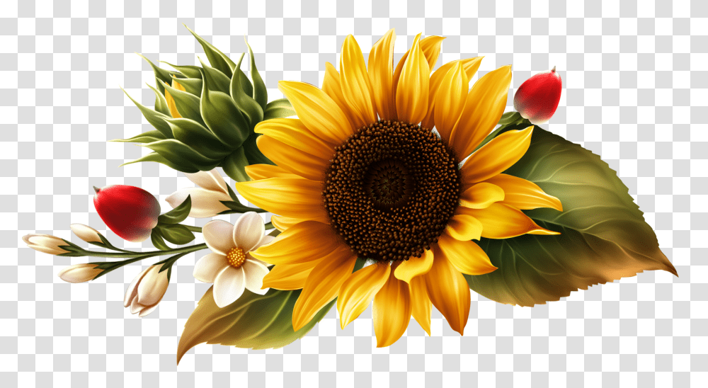 Fall Sunflowers & Free Sunflowerspng Buna Dimineata Un Sfarsit De Saptamana, Plant, Blossom, Daisy, Daisies Transparent Png