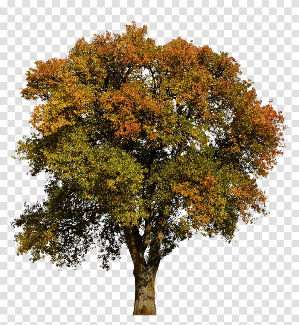 Fall Tree Aesthetic, Plant, Tree Trunk, Maple Transparent Png