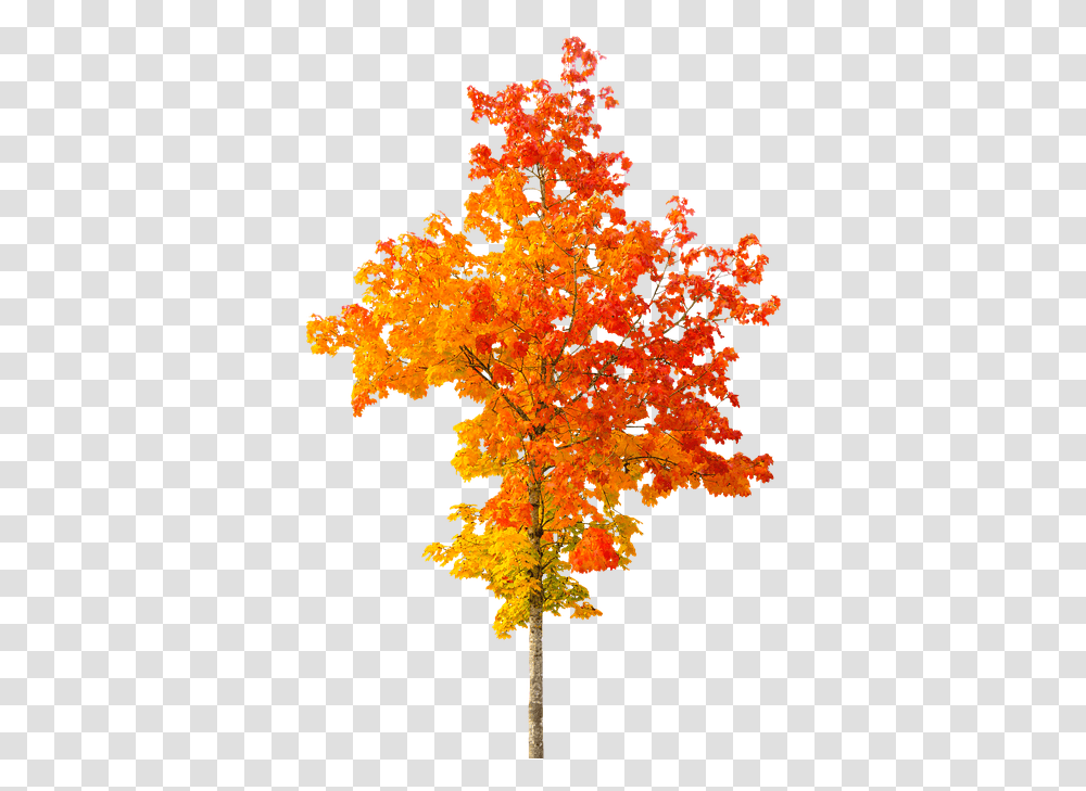 Fall Tree Autumn Tree Background, Plant, Maple, Leaf, Flower Transparent Png
