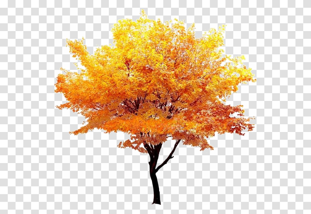 Fall Tree Background, Plant, Maple Transparent Png