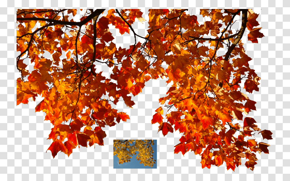 Fall Tree Branch Autumn Leaves Leaves, Leaf, Plant, Maple, Maple Leaf Transparent Png