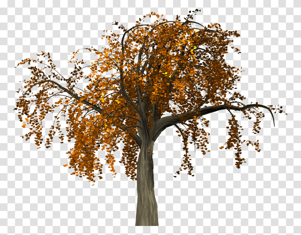 Fall Tree Branch Branch Autumn, Plant, Tree Trunk, Maple, Leaf Transparent Png