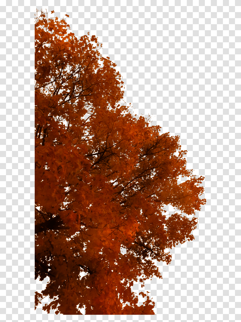 Fall Tree Branch Picture, Plant, Maple, Leaf, Outdoors Transparent Png