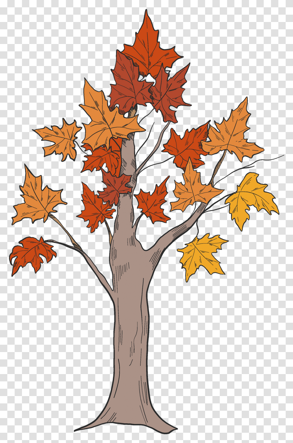 Fall Tree Clipart Maple Leaf, Plant, Tree Trunk Transparent Png