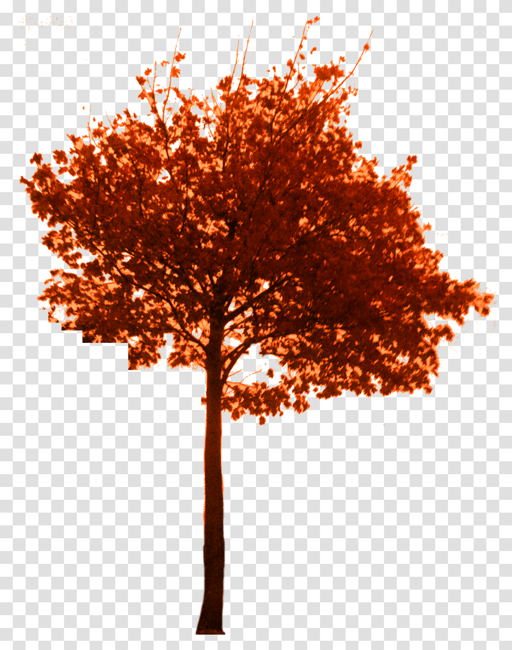 Fall Tree Download Tree Autumn Branch, Plant, Maple, Cross Transparent Png
