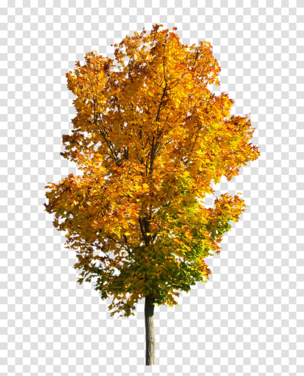 Fall Tree Fall Tree Background, Plant, Maple, Leaf, Vegetation Transparent Png