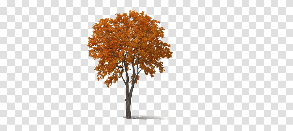 Fall Tree Fall Tree, Plant, Maple, Chandelier, Lamp Transparent Png