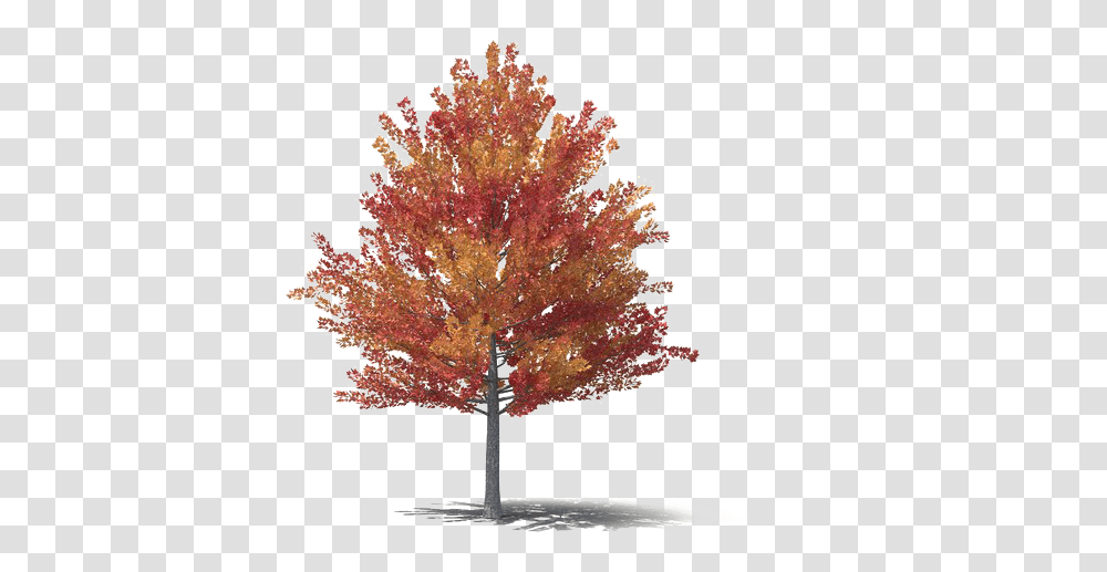 Fall Tree Free Download Mart Fall Trees, Plant, Maple, Christmas Tree, Ornament Transparent Png