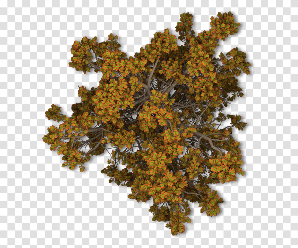 Fall Tree Free Trees Top View, Plant, Pattern, Ornament, Fractal Transparent Png