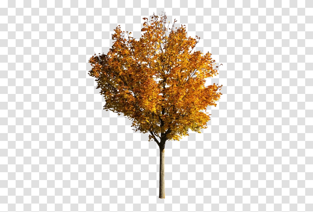 Fall Tree Photos Mart Fall Tree, Plant, Maple, Christmas Tree, Ornament Transparent Png