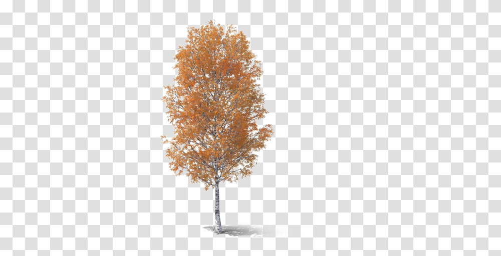 Fall Tree Picture Pond Pine, Plant, Maple, Christmas Tree, Ornament Transparent Png