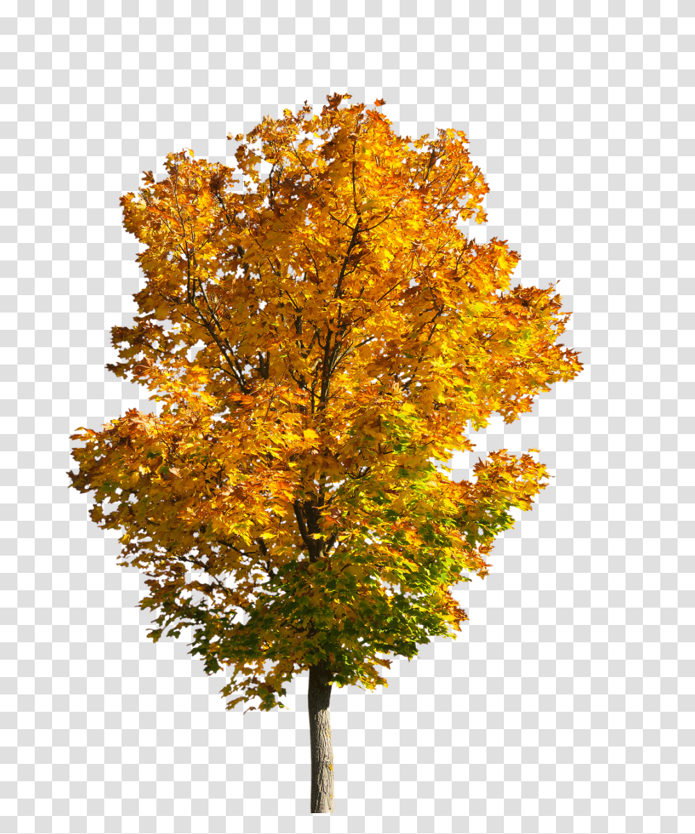 Fall Tree Tree Fall Autumn Autumnleaves Autumn Fall Tree, Plant, Maple Transparent Png