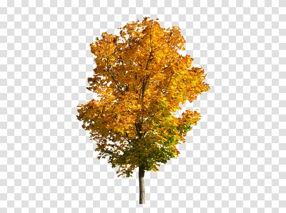 Fall Tree Trees Clipart Fall Tree, Plant, Maple, Leaf, Christmas Tree Transparent Png