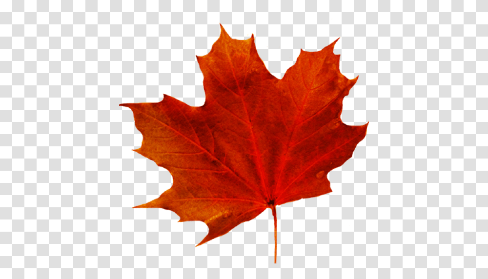 Fall Trees Background Autumn Leaves Fall Leaf Background, Plant, Maple, Maple Leaf, Person Transparent Png