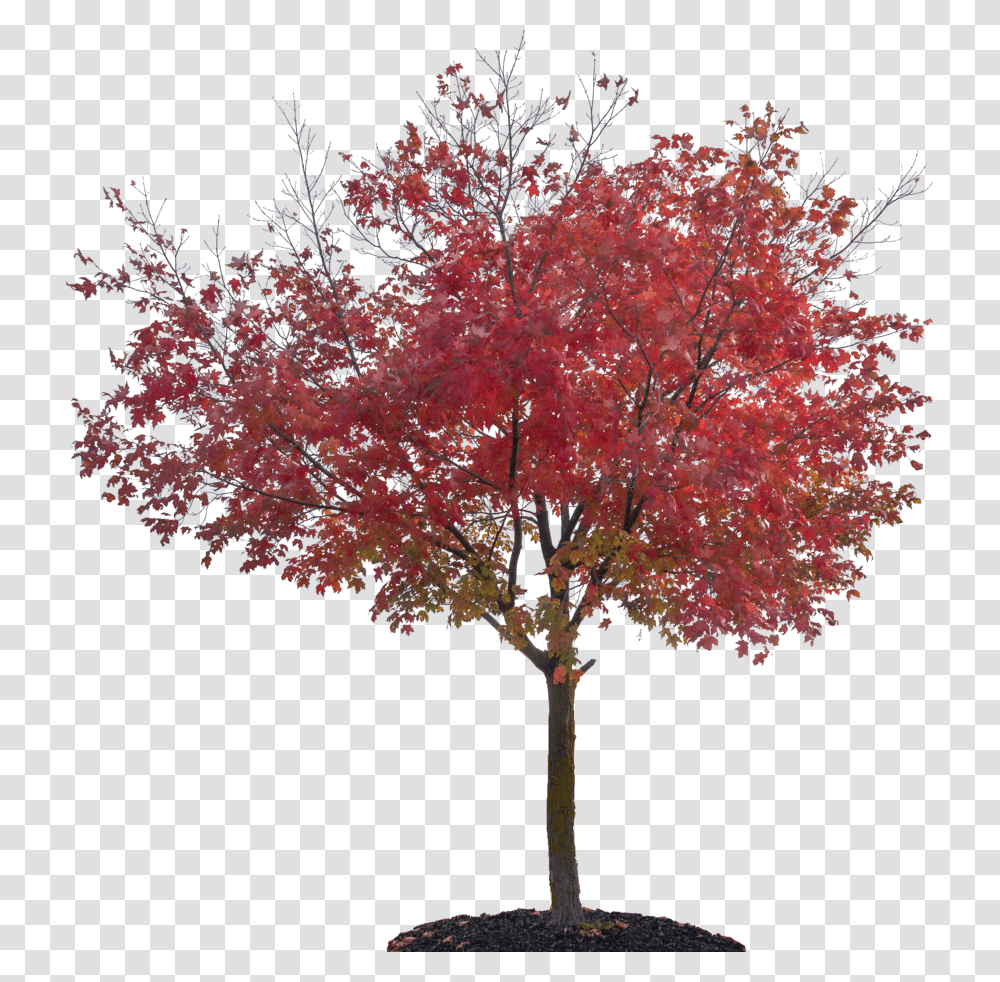 Fall Trees Japanese Maple Tree, Plant Transparent Png