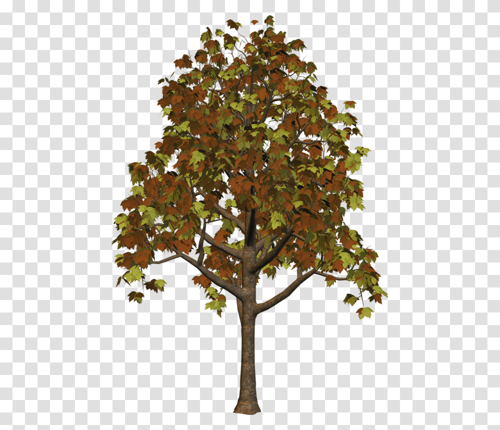 Fall Trees, Plant, Leaf, Maple, Tree Trunk Transparent Png