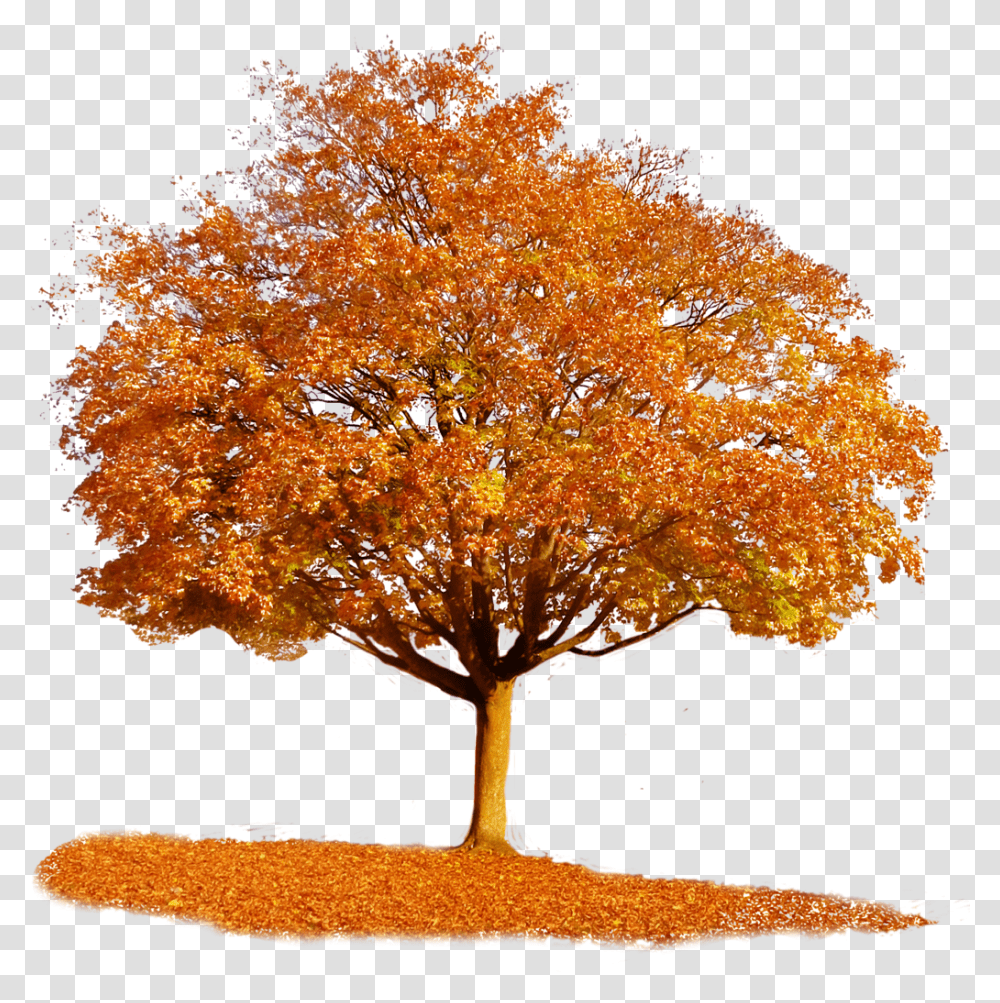 Fall Trees & Clipart Free Download Ywd Autumn Tree, Plant, Maple, Tree Trunk Transparent Png