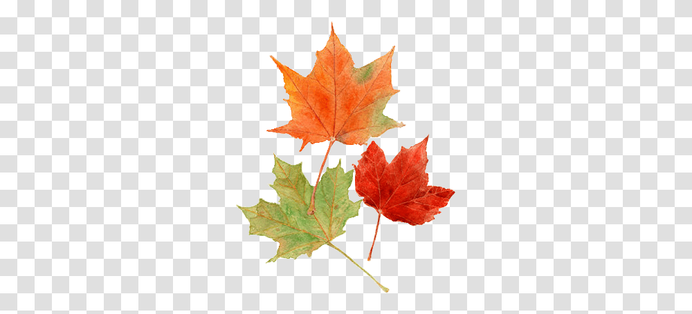 Fall Tumblr 4 Image Autumn, Leaf, Plant, Tree, Maple Transparent Png