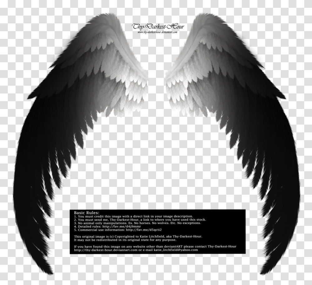 Fallen Angel Wing Real Black Angel Wings, Bird, Animal, Archangel Transparent Png