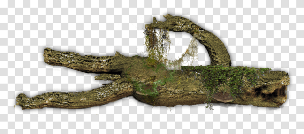 Fallen Tree Background, Nature, Outdoors, Land, Building Transparent Png