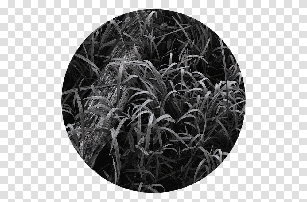 Fallen Tree In Dew Covered Grasses Grass, Nature, Outdoors, Night, Plant Transparent Png