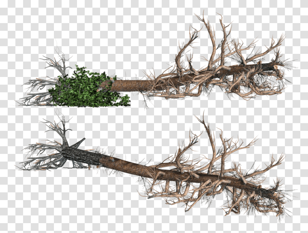 Fallen Tree No Background, Root, Plant, Potted Plant, Vase Transparent Png