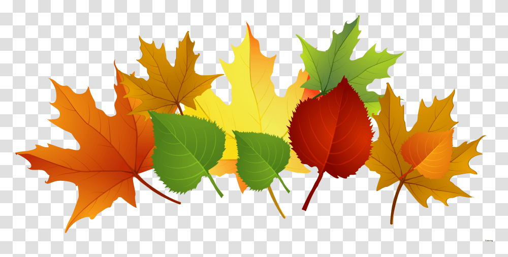 Falling Clipart Fall Leaves Clipart, Leaf, Plant, Tree, Maple Leaf Transparent Png