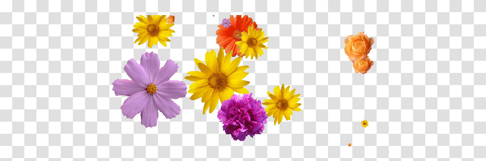 Falling Flowers Gif, Plant, Petal, Daisy, Asteraceae Transparent Png