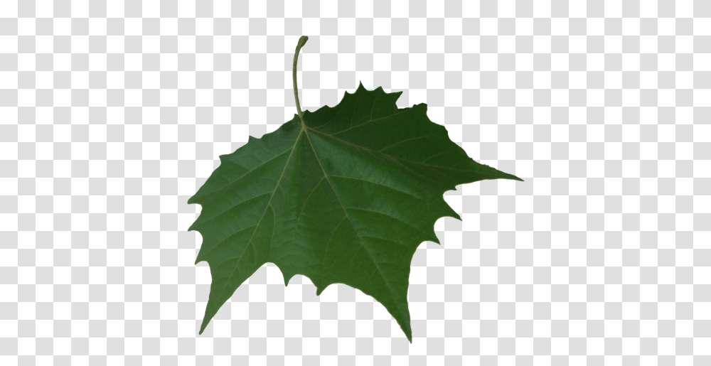 Falling Leaf Background American Holly, Plant, Tree, Maple Leaf, Oak Transparent Png