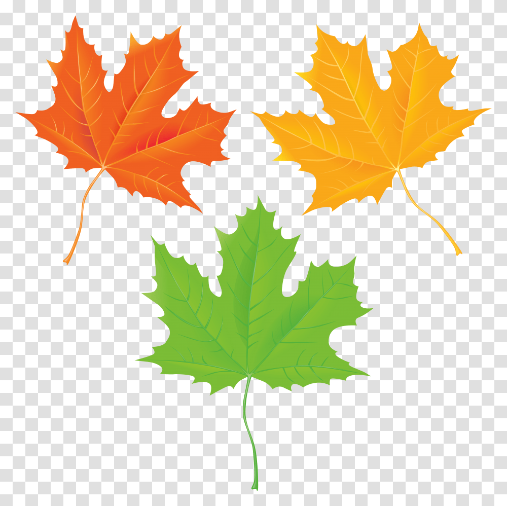 Falling Leaves, Leaf, Plant, Tree, Maple Transparent Png