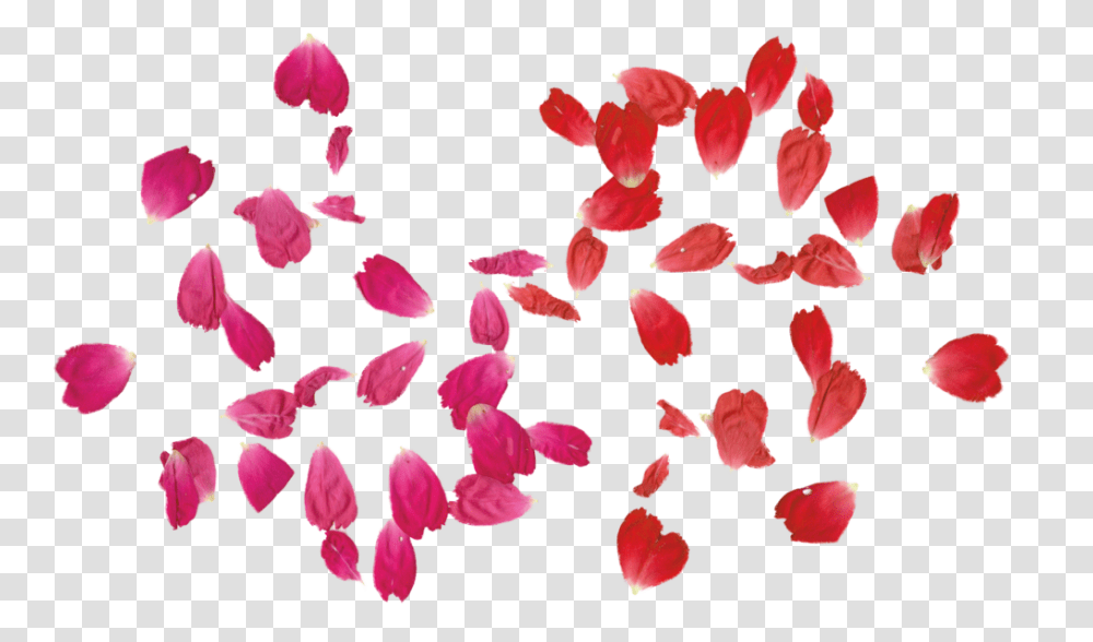 Falling Leaves Pictures, Petal, Flower, Plant, Blossom Transparent Png