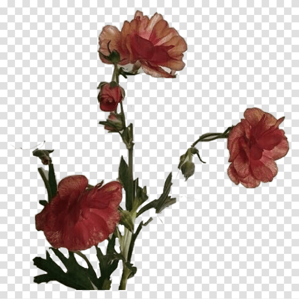 Falling Petals Flower Aesthetic, Plant, Blossom, Carnation, Rose Transparent Png