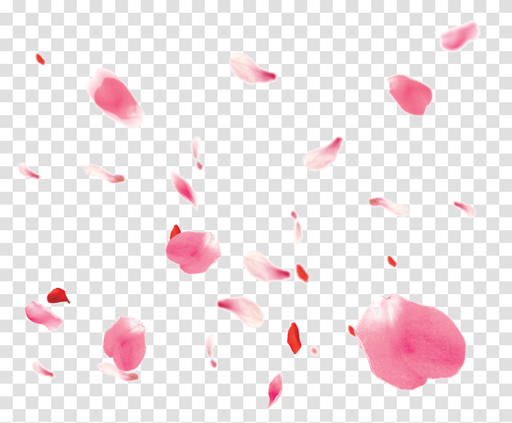 Falling Petals Rose Petals Pink, Flower, Plant, Blossom, Bird Transparent Png