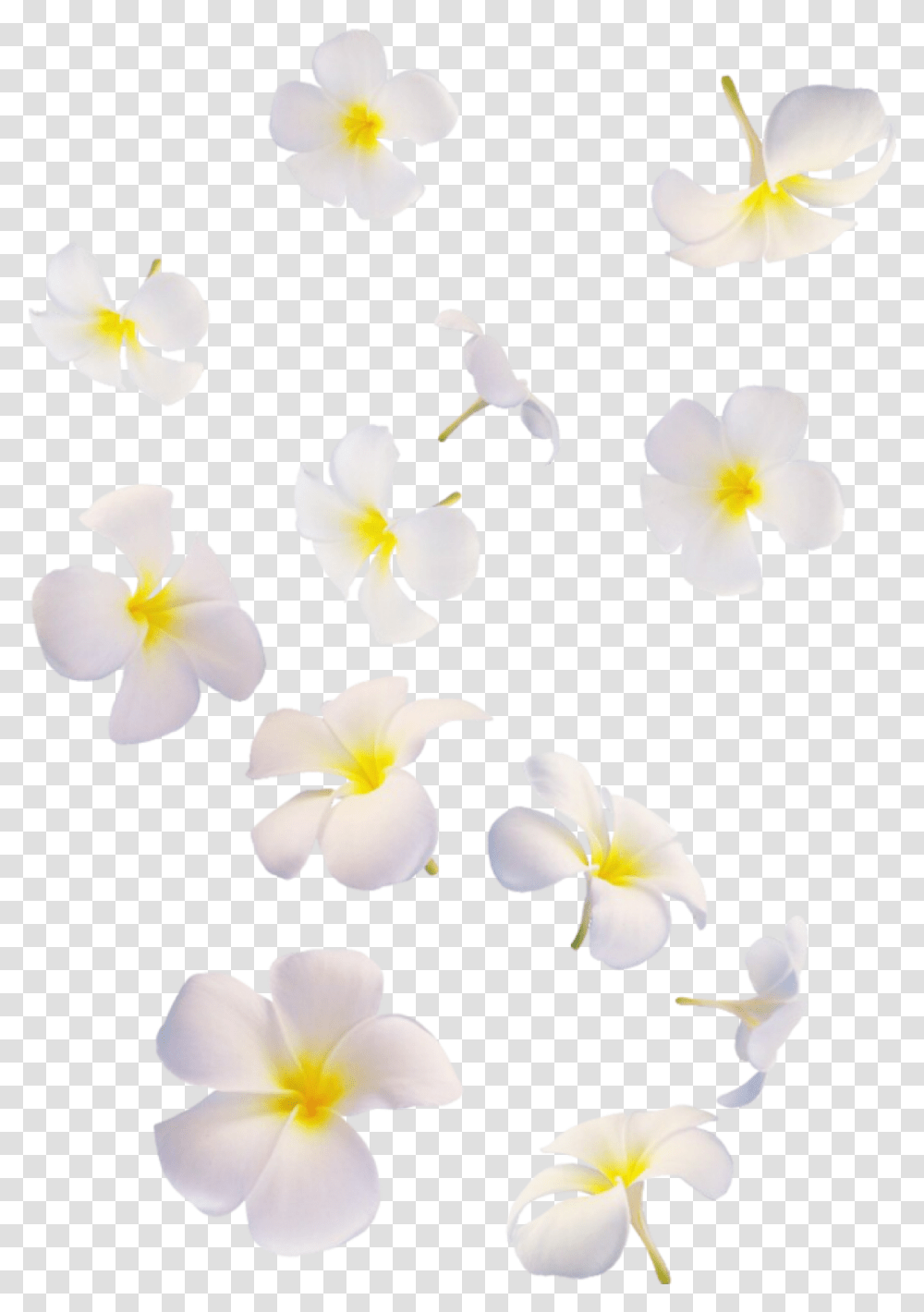 Falling White Flowers Flowers White Falling, Petal, Plant, Blossom, Geranium Transparent Png