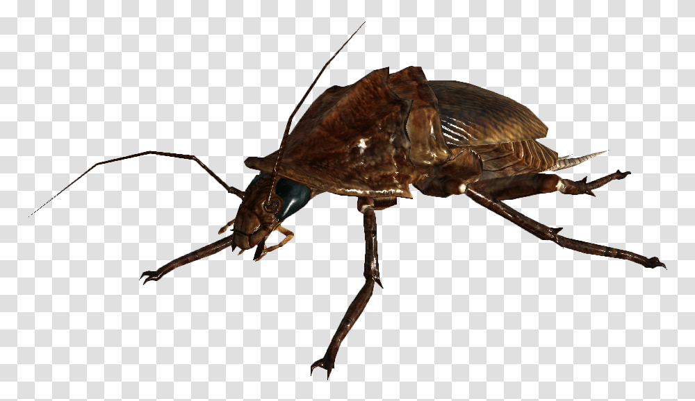 Fallout 3 Radroach, Insect, Invertebrate, Animal, Flea Transparent Png