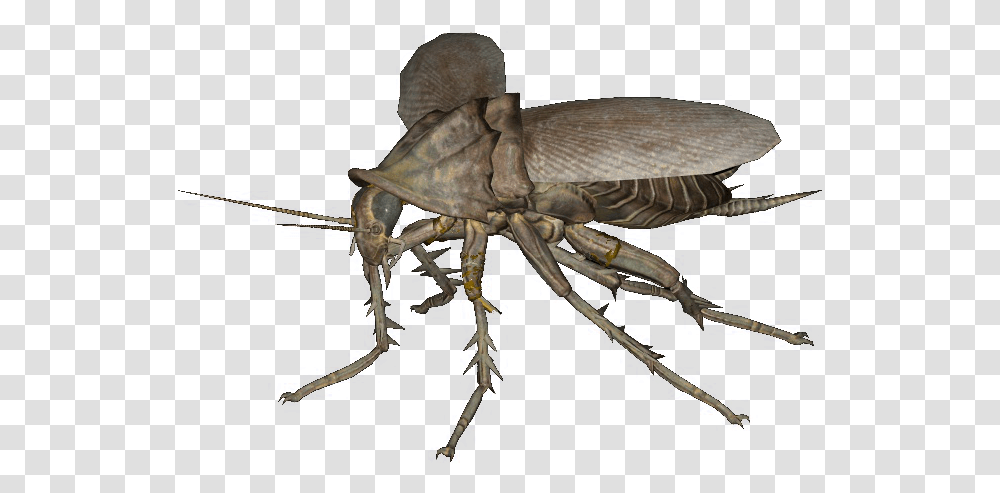 Fallout 4 Radroach, Animal, Invertebrate, Sea Life, Insect Transparent Png