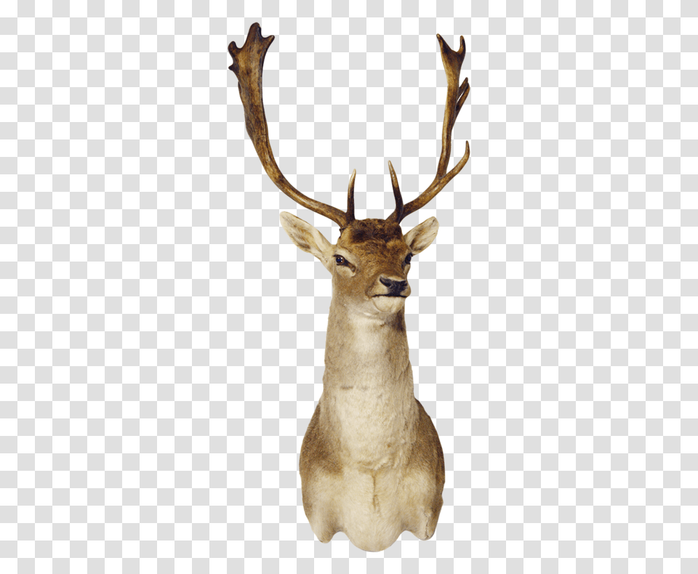 Fallow Deer Shoulder Mount Elk, Antelope, Wildlife, Mammal, Animal Transparent Png