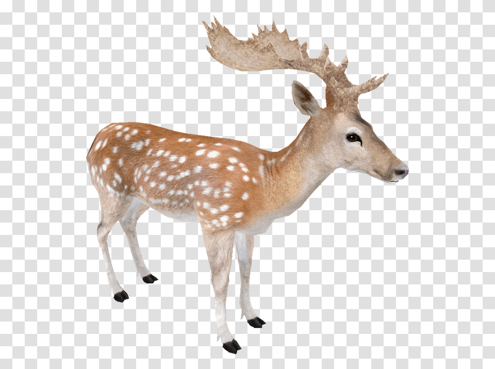 Fallow Fallow Deer, Antelope, Wildlife, Mammal, Animal Transparent Png