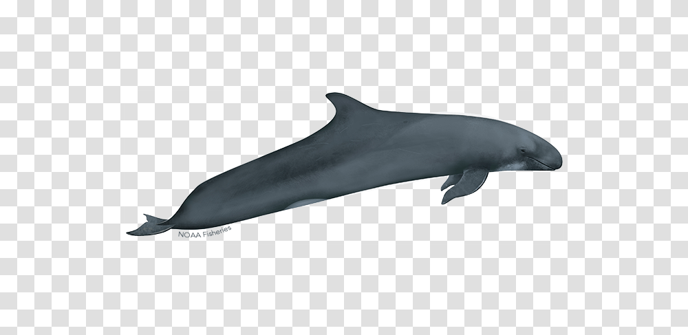 False Killer Whale In The Hawaiian Islands Noaa Fisheries, Sea Life, Animal, Dolphin, Mammal Transparent Png
