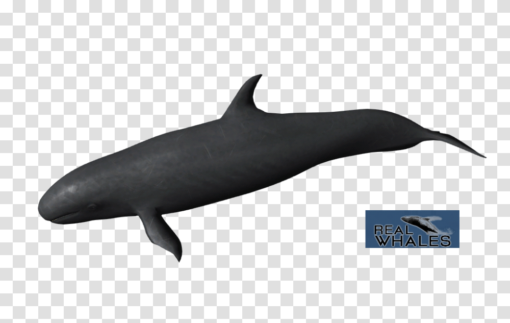 False Killer Whale, Shark, Sea Life, Fish, Animal Transparent Png